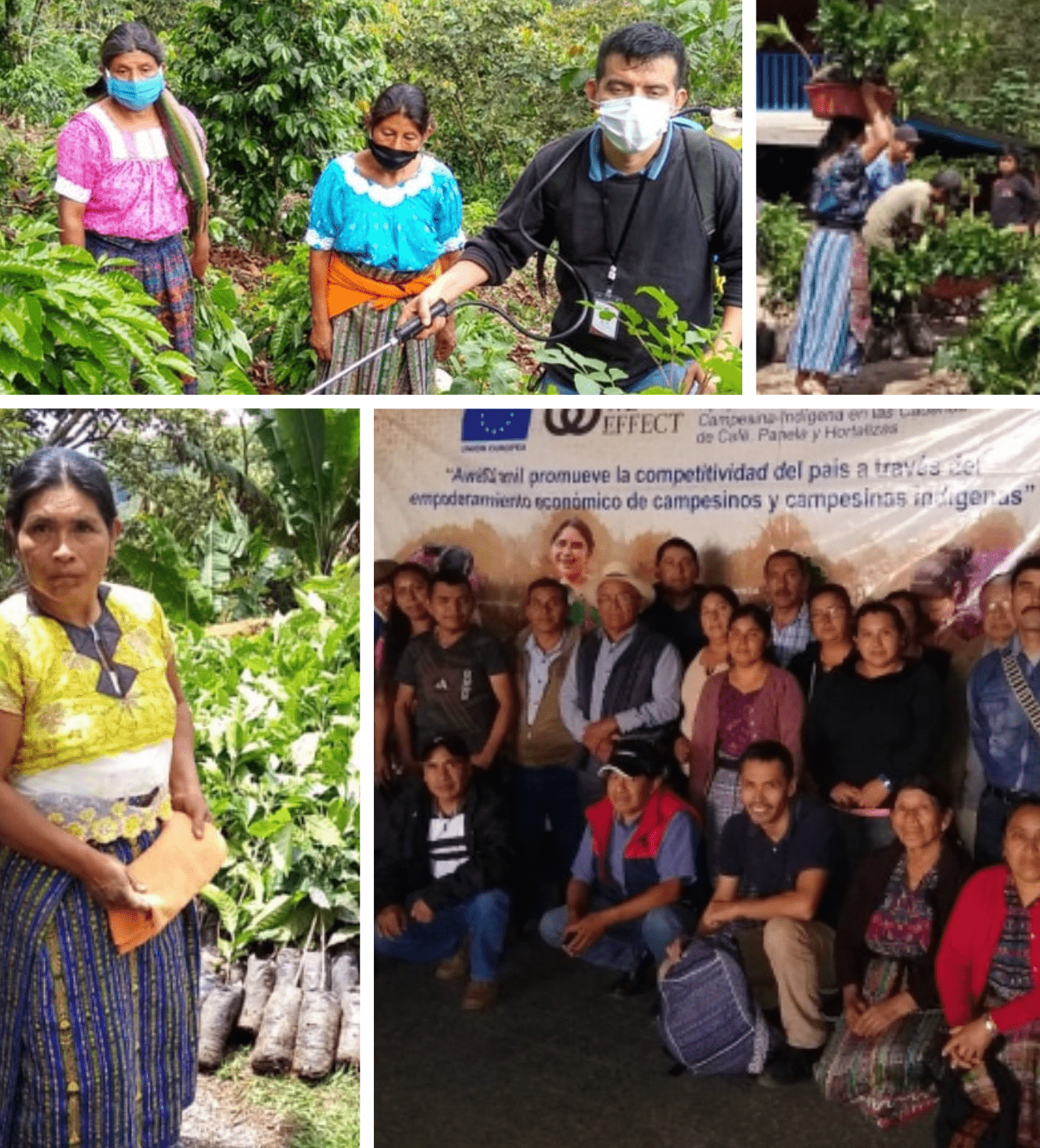 Guatemala Cafe Especial - Regenerative Organic Certified® - Utopian Coffee