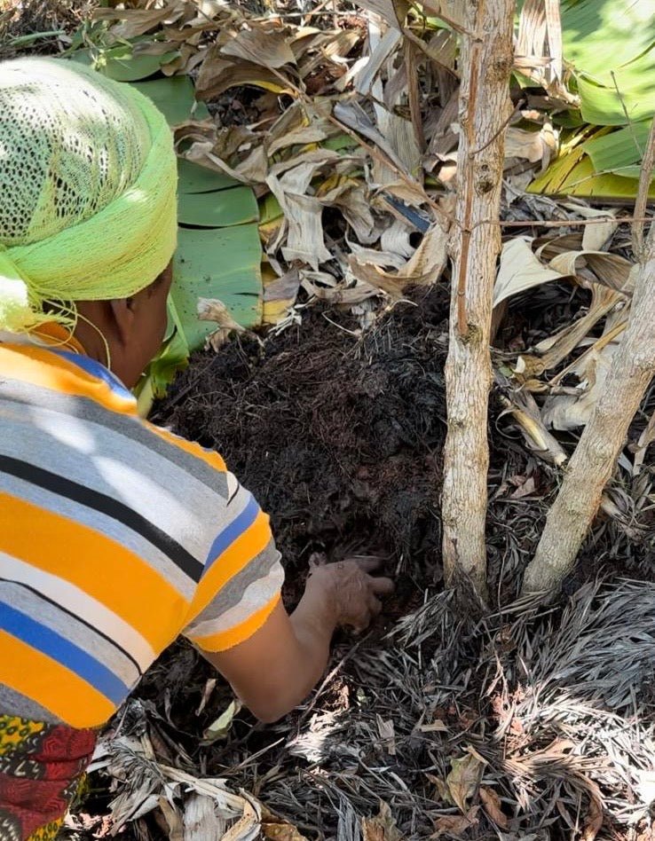 Regenerative Agriculture in Coffee: On-the-Ground Observations - Utopian Coffee