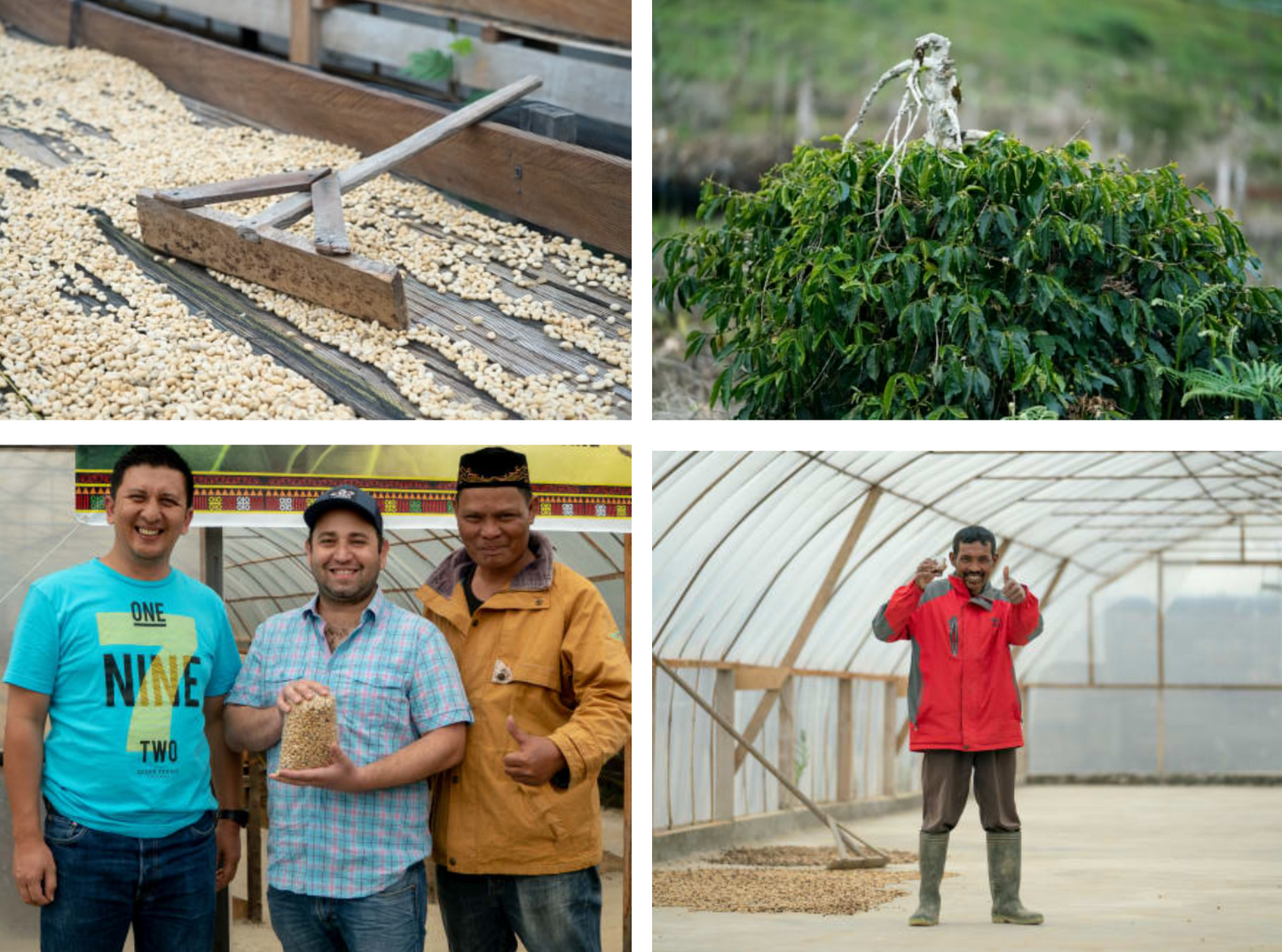 A Photo collage of images from our farmer partners at Pantan Musara.