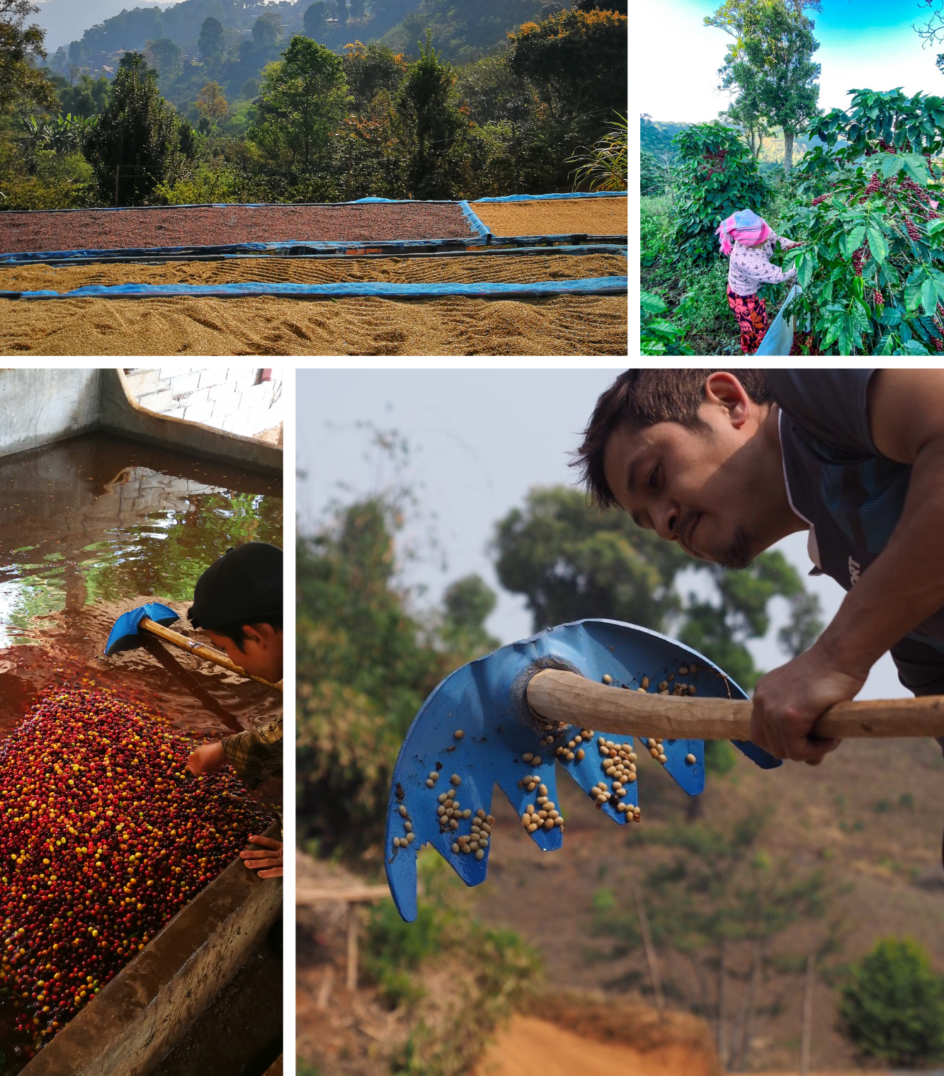 Utopian Coffee