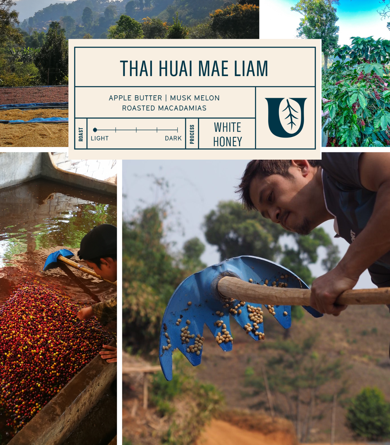 
                  
                    Thai Huai Mae Liam
                  
                