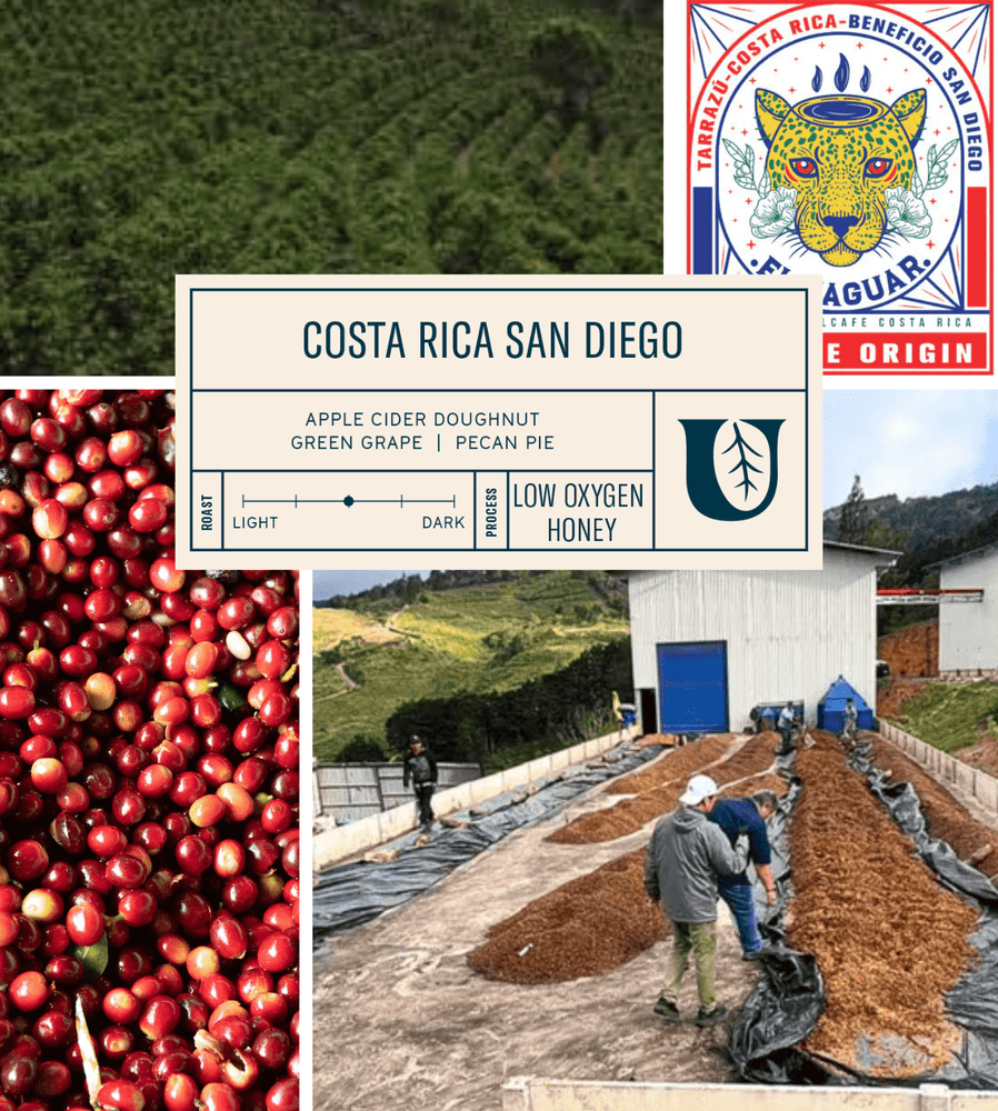 
                  
                    Costa Rica San Diego - Utopian Coffee
                  
                