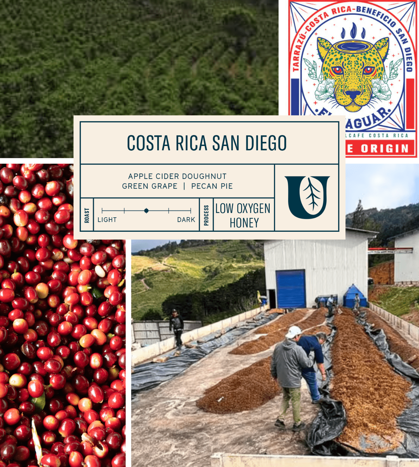
                  
                    Costa Rica San Diego - Utopian Coffee
                  
                
