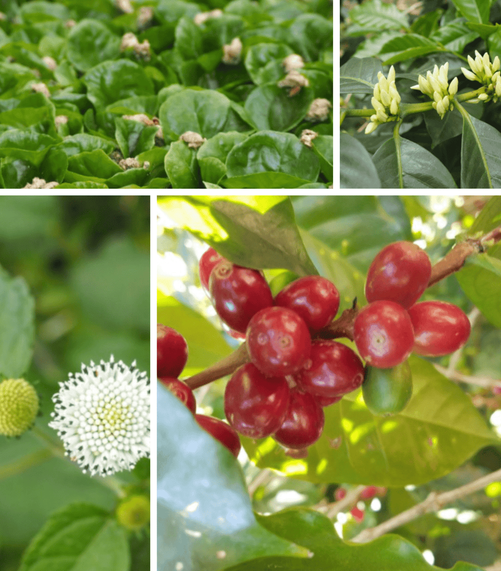 Decaf Mexico Esmeralda - Utopian Coffee