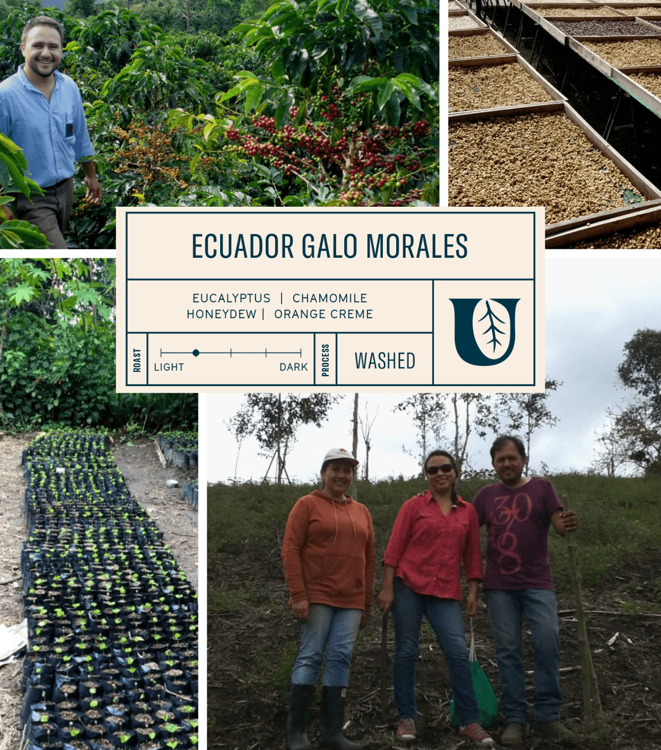 
                  
                    Ecuador Galo Morales - Utopian Coffee
                  
                