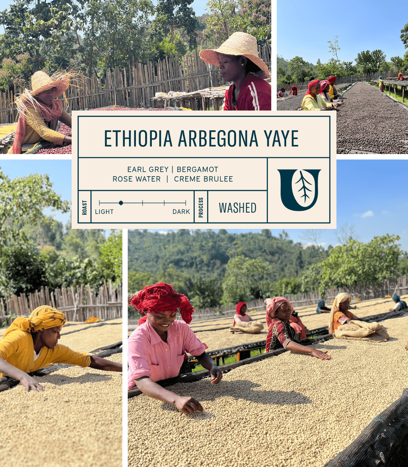 
                  
                    Ethiopia Arbegona Yaye - Utopian Coffee
                  
                