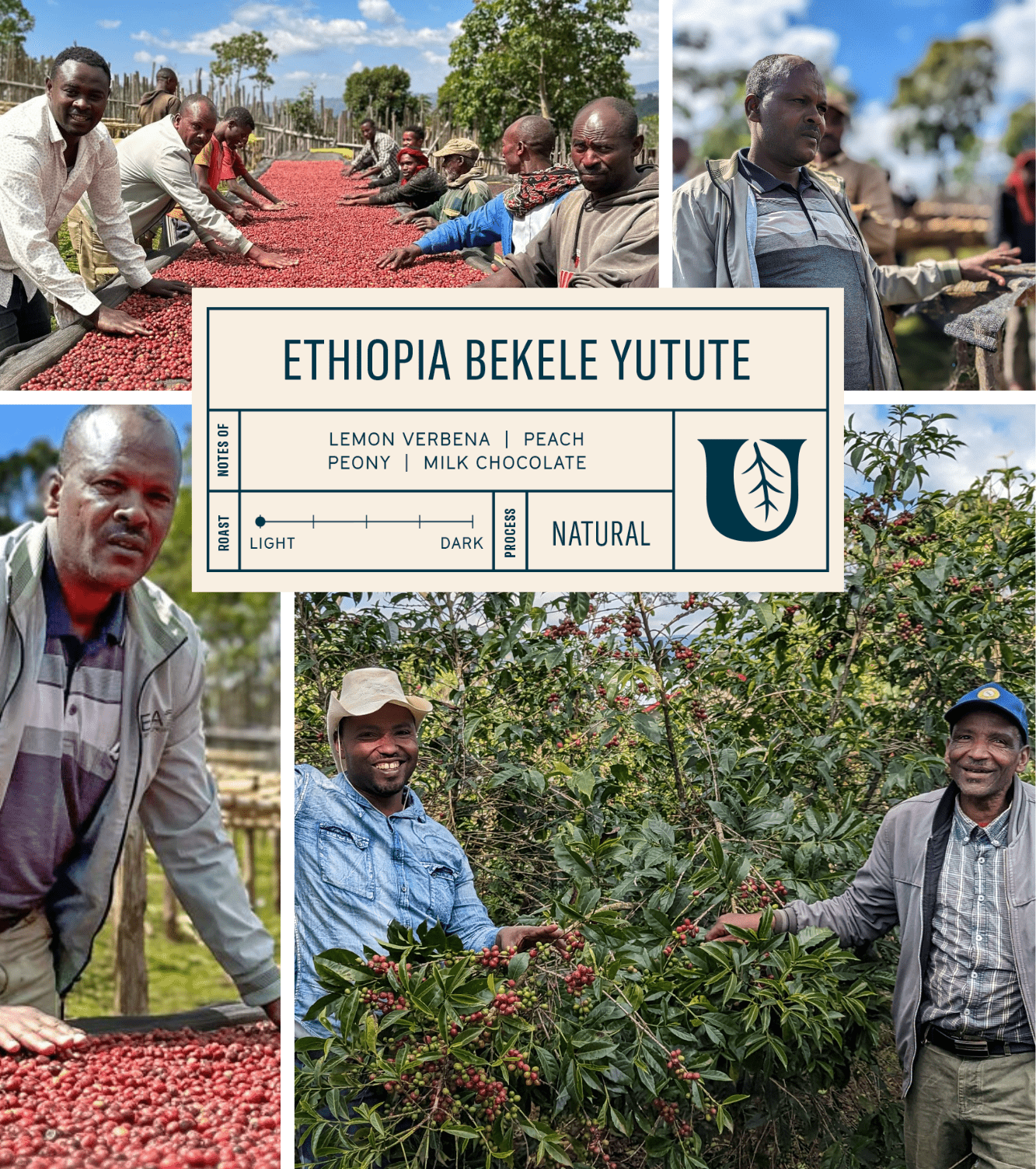 
                  
                    Ethiopia Bekele Yutute - Utopian Coffee
                  
                