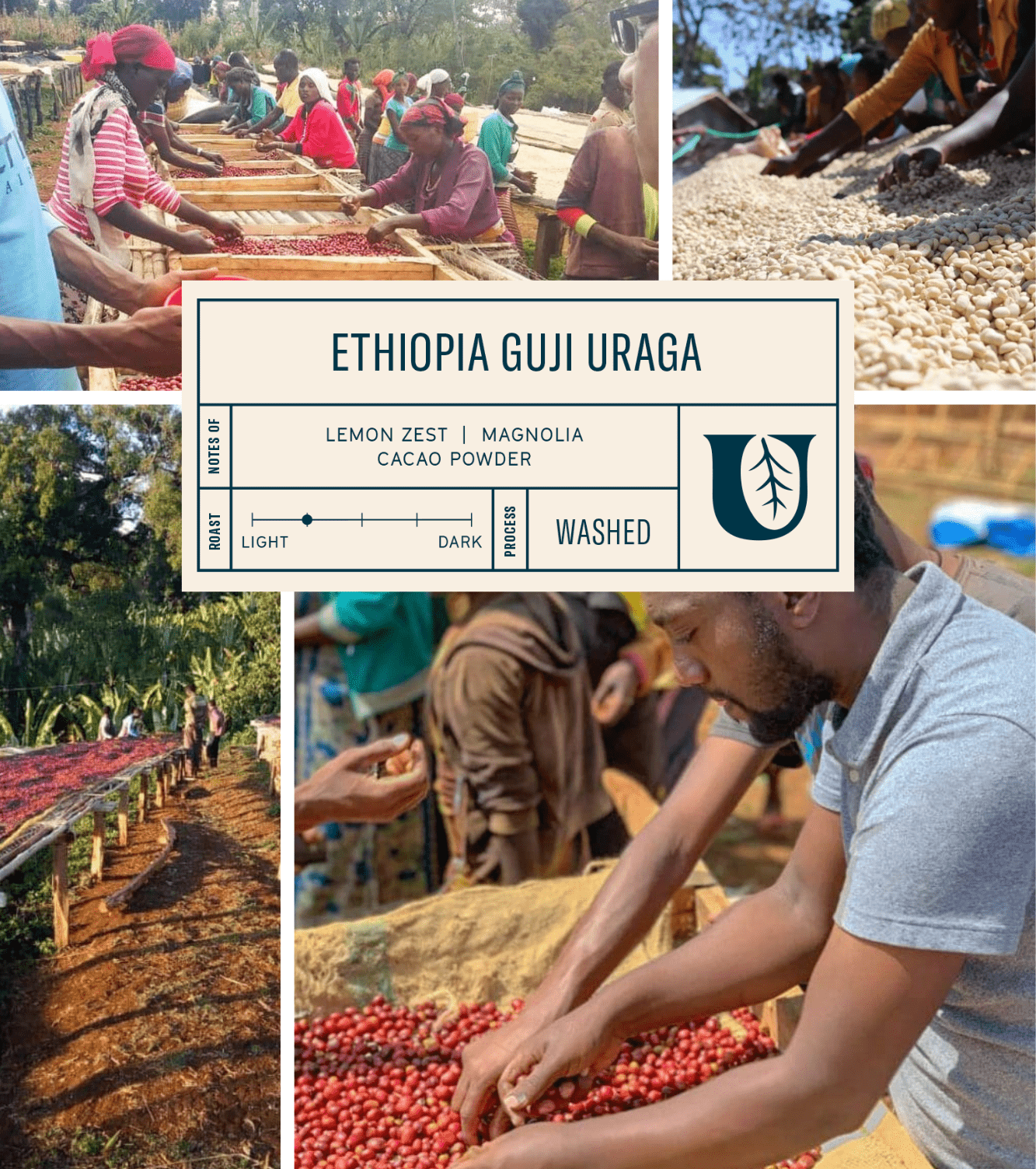 
                  
                    Ethiopia Guji Uraga - Utopian Coffee
                  
                