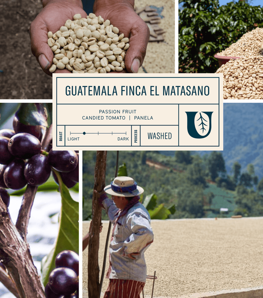 
                  
                    Guatemala Finca El Matasano - Utopian Coffee
                  
                