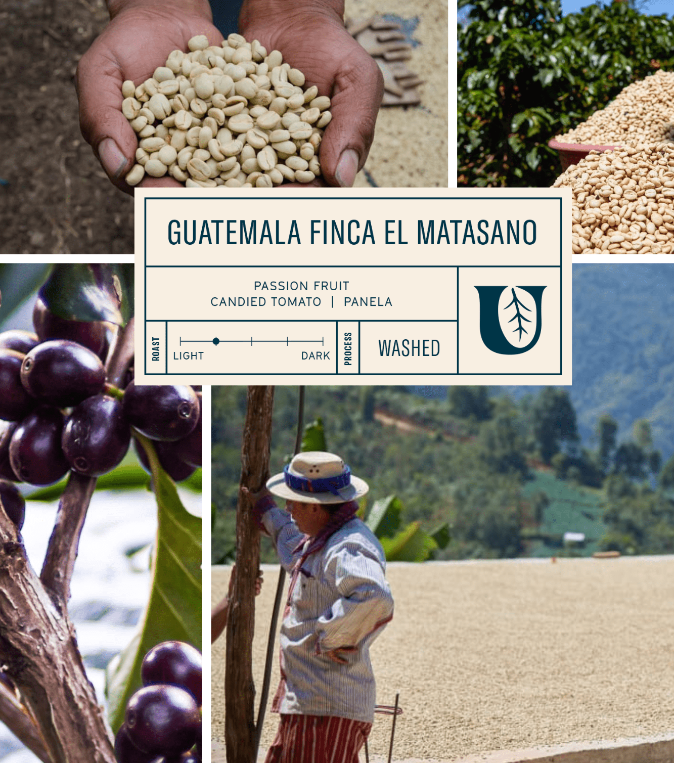 
                  
                    Guatemala Finca El Matasano - Utopian Coffee
                  
                