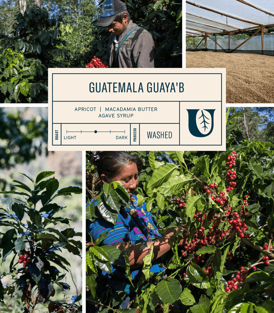 
                  
                    Guatemala Guaya'b - Utopian Coffee
                  
                