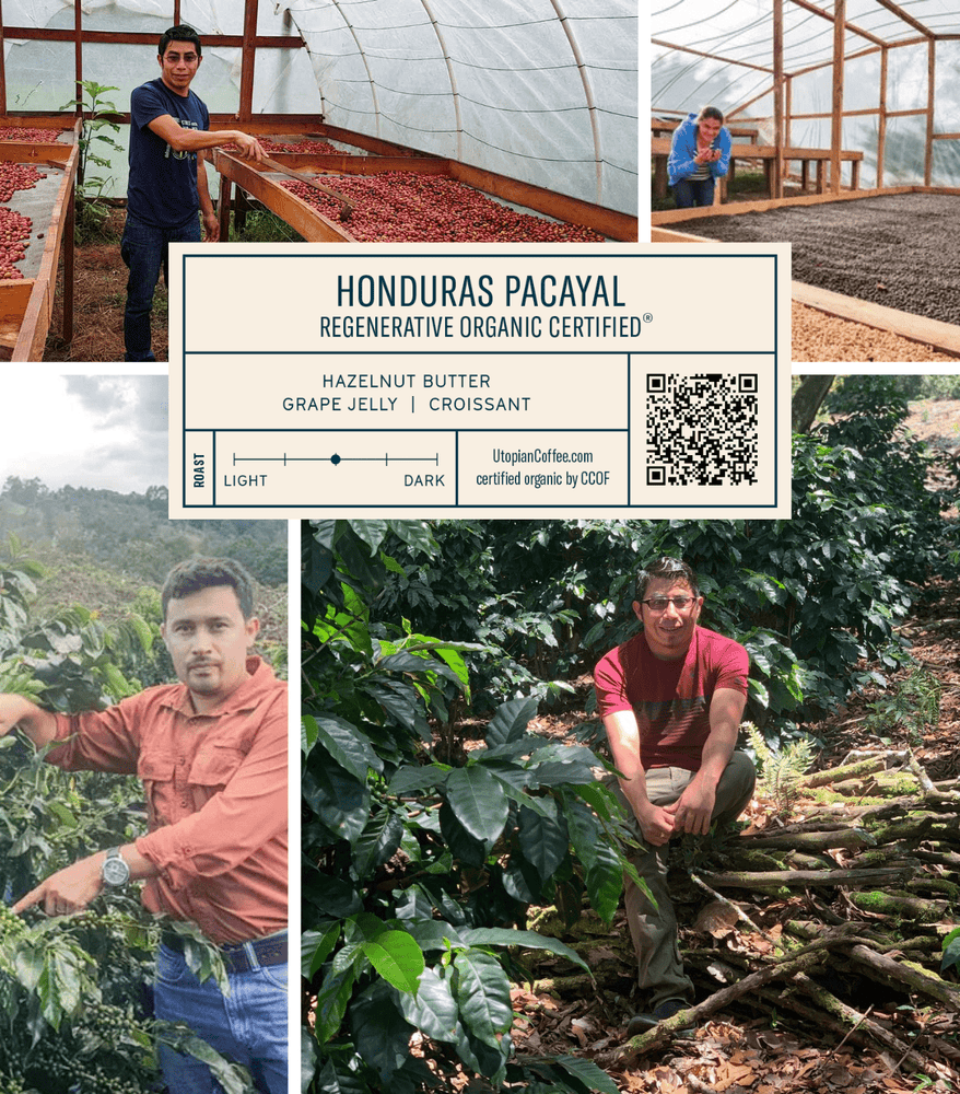 
                  
                    Honduras Pacayal - Regenerative Organic Certified® - Utopian Coffee
                  
                