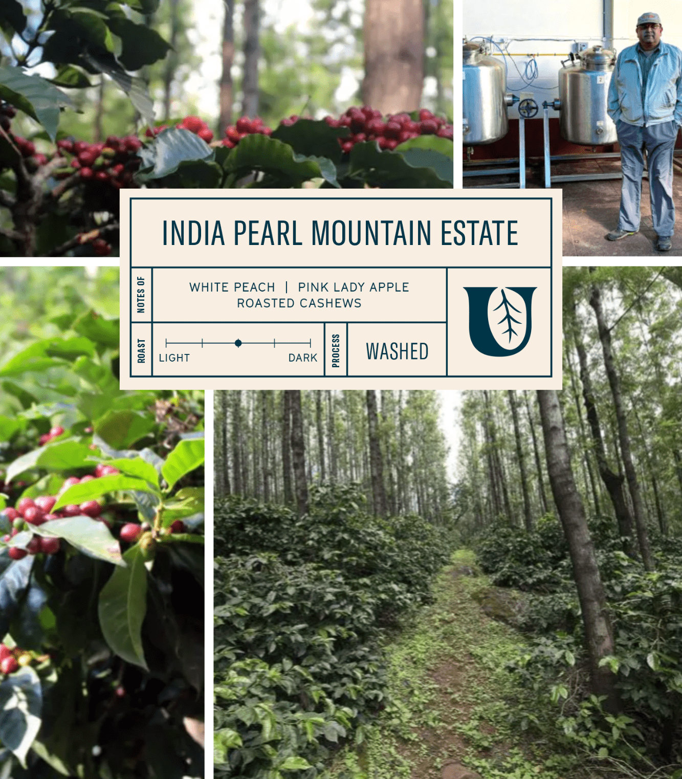 
                  
                    India Pearl Mountain Estate - Utopian Coffee
                  
                