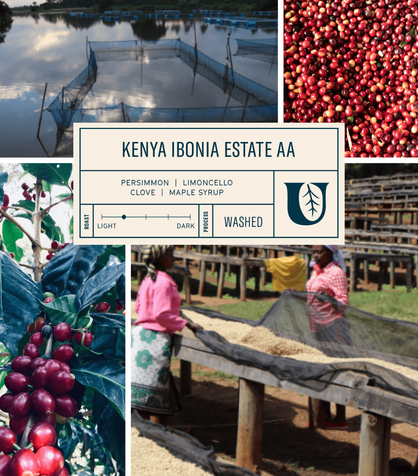 
                  
                    Kenya Ibonia Estate AA - Utopian Coffee
                  
                