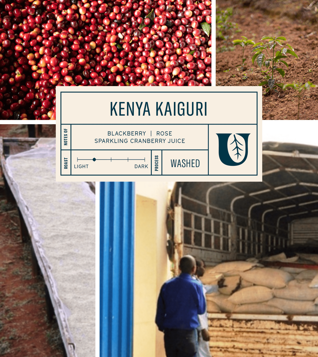
                  
                    Kenya Kaiguri - Utopian Coffee
                  
                