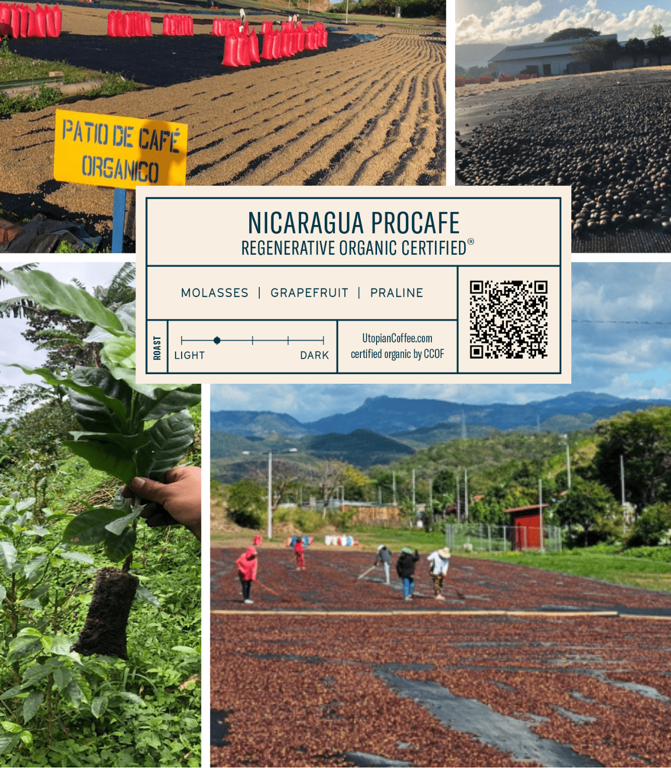 
                  
                    Nicaragua Procafe - Regenerative Organic Certified® - Utopian Coffee
                  
                