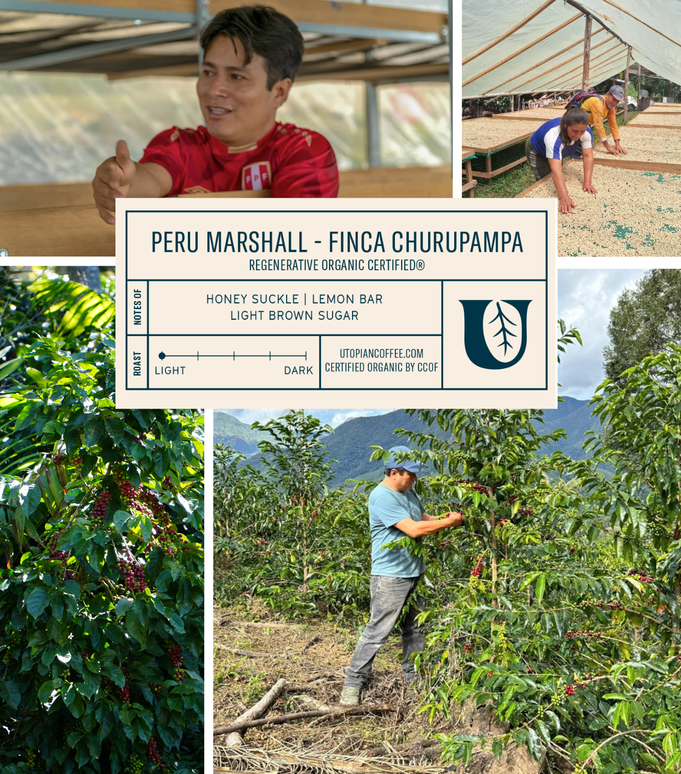
                  
                    Peru Marshall Finca Churupampa - Regenerative Organic Certified® - Utopian Coffee
                  
                