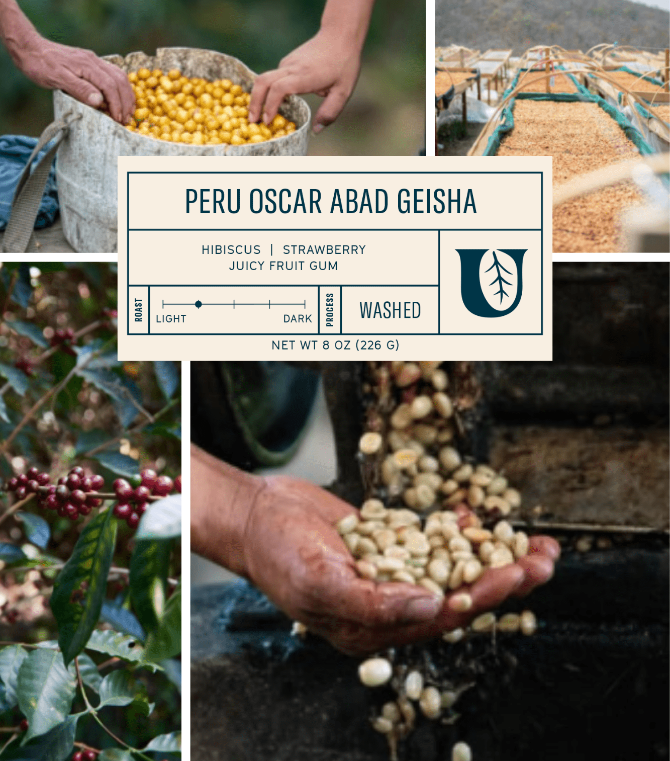 
                  
                    Peru Oscar Abad Geisha - Utopian Coffee
                  
                