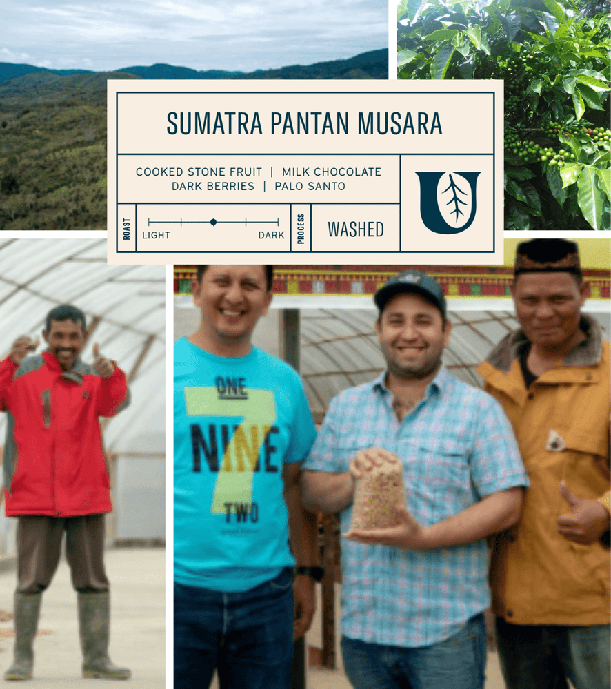 
                  
                    Sumatra Pantan Musara - Utopian Coffee
                  
                