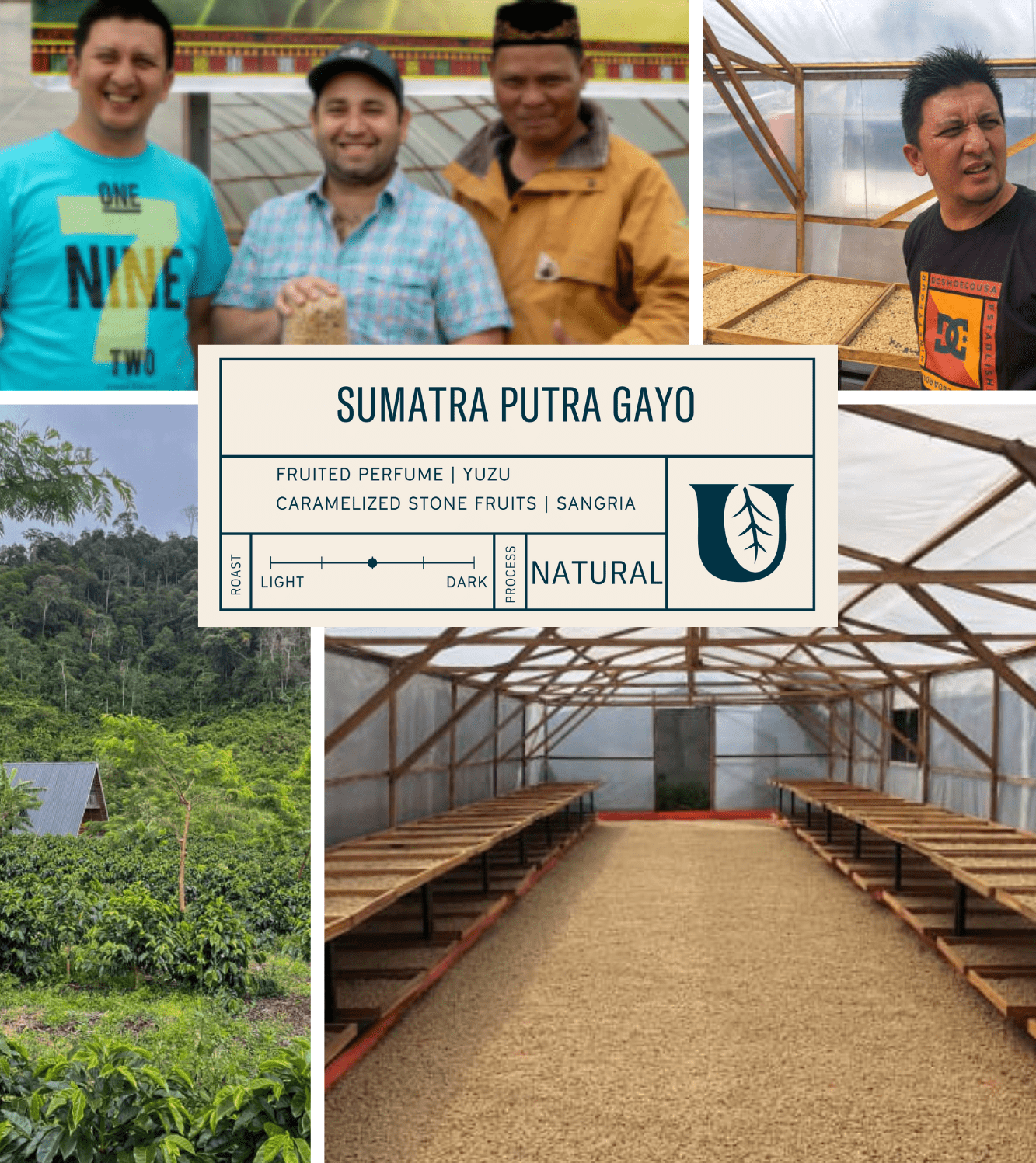 Sumatra Putra Gayo - Utopian Coffee